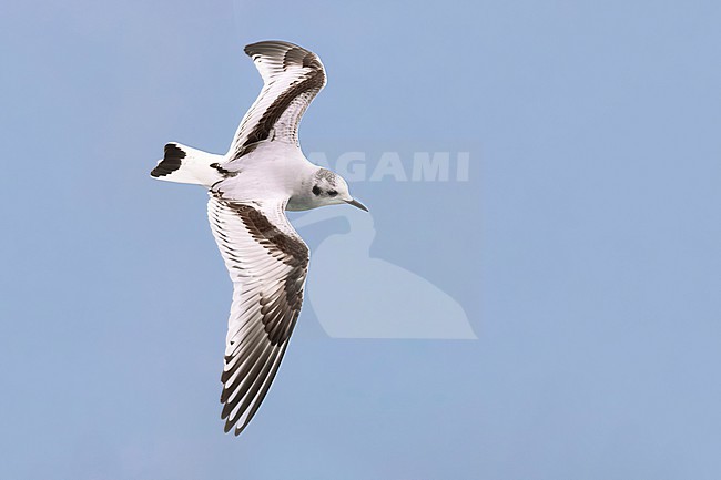 Immature Little Gull, Hydrocoloeus minutus, in Italy. stock-image by Agami/Daniele Occhiato,