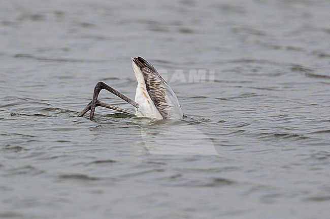 Dabbling immature Greater Flamingo (Phoenicopterus roseus) stock-image by Agami/Mathias Putze,