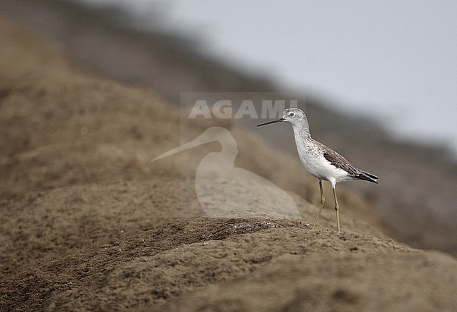 Marsh Sandpiper (Tringa stagnatilis) in (presumed) first summer plumage standing on earth dike at Pak Thale, Thailand. stock-image by Agami/Helge Sorensen,