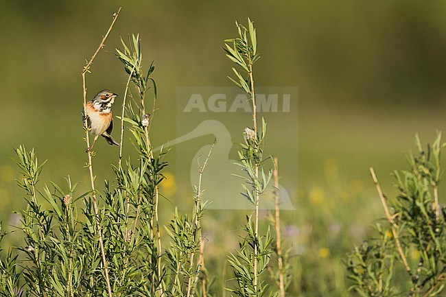 Chestnut-eared Bunting - Bandammer - Emberiza fucata ssp. fucata, Russia (Baikal), adult male stock-image by Agami/Ralph Martin,
