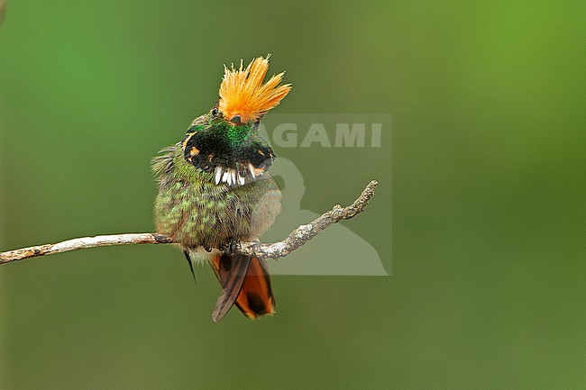 Male Rufous-crested Coquette (Lophornis delattrei) in Northern Peru. stock-image by Agami/Dani Lopez-Velasco,