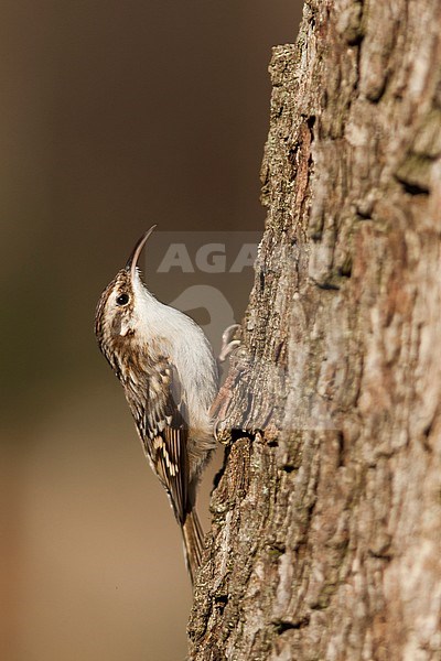Short-toed Treecreeper - Gartenbaumläufer - Certhia brachydactyla ssp. brachydactyla, Germany stock-image by Agami/Ralph Martin,