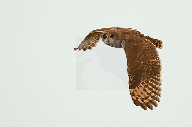 Marsh Owl (Asio capensis) at Merja Zerga, northern Morocco stock-image by Agami/Eduard Sangster,