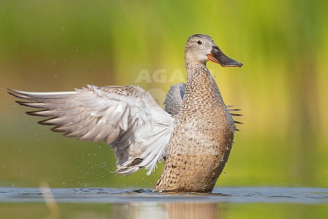 Northern Shoveler (Anas clypeata), adult female flapping its wings, Campania, Italy stock-image by Agami/Saverio Gatto,