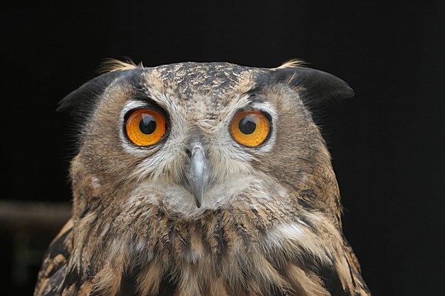 Oehoe uil portret, Eurasian Eagle Owl owl portrait stock-image by Agami/Chris van Rijswijk,