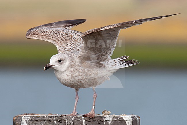 Eerste winter Zilvermeeuw; First winter European Herring Gull stock-image by Agami/Arnold Meijer,