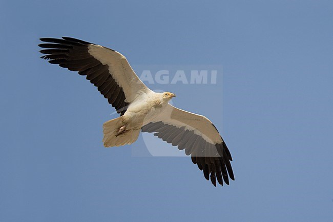 Volwassen Aasgier in vlucht; Adult Egyptian Vulture in flight stock-image by Agami/Daniele Occhiato,