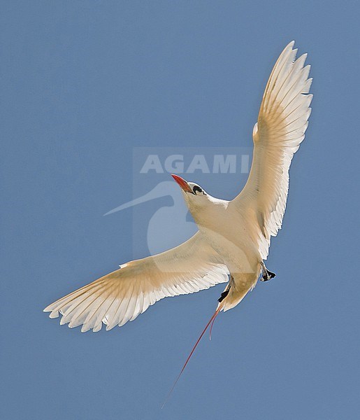 Adult Red-tailed Tropicbird (Phaethon rubricauda) Photographed during a Pitcairn Henderson and The Tuamotus expedition cruise. stock-image by Agami/Pete Morris,