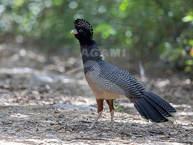 A female Blue-billed Curassow (Crax alberti) at Santa Marta Sierra Nevada, Colombia. IUCN Status Critically Endangered. stock-image by Agami/Tom Friedel,