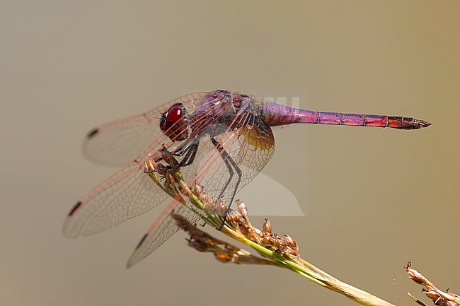 Mannetje Purperlibel, Male Trithemis annulata stock-image by Agami/Wil Leurs,