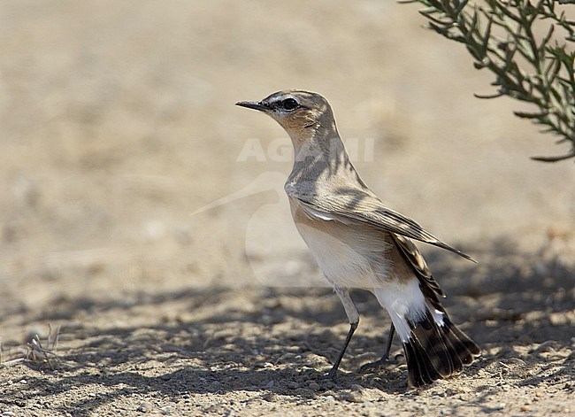 Isabelline Wheatear (Oenenthe isabelline) Sultanate of Oman November 2004 stock-image by Agami/Markus Varesvuo,