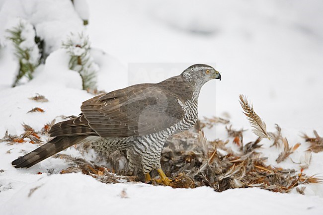 Northern Goshawk perched on prey; Havik zittend op prooi stock-image by Agami/Markus Varesvuo,