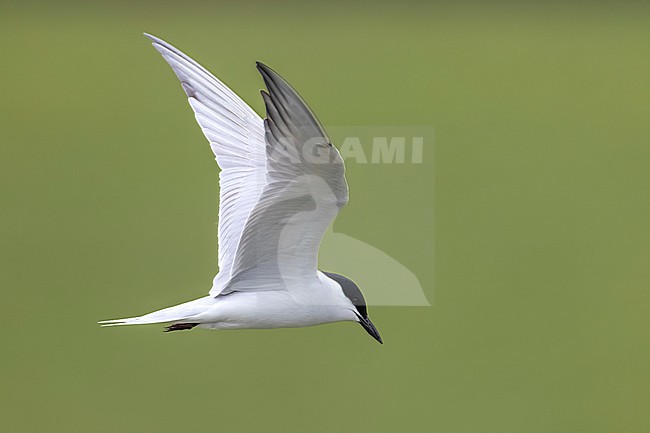 Adult breeding plumage Gull-billed Tern, Gelochelidon nilotica, in Georgia. stock-image by Agami/Daniele Occhiato,