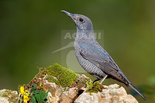 Blue Rock Thrush (Monticola solitarius), side view of an immature male perched on a rock stock-image by Agami/Saverio Gatto,