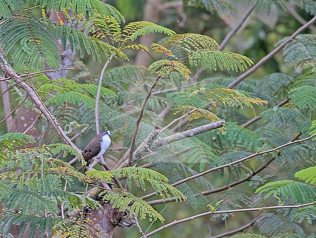 Tambourine Dove (Turtur tympanistria) in Tanzania. stock-image by Agami/Pete Morris,
