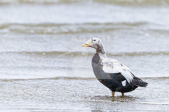  stock-image by Agami/Menno van Duijn,