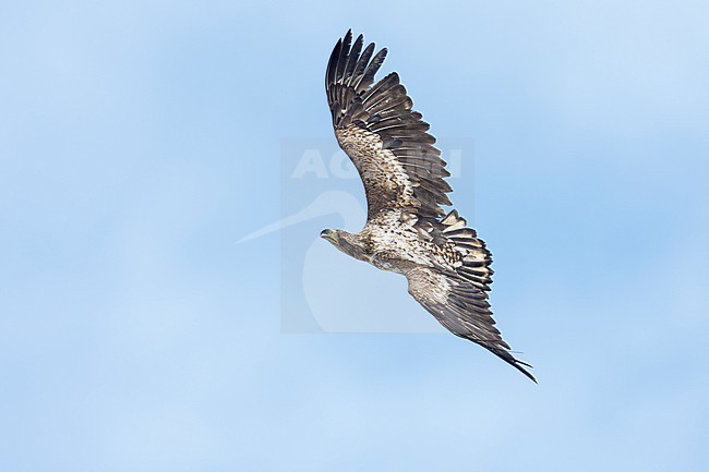 White-tailed Eagle (Haliaeetus albicilla), immature in flight showing upperparts, Finnmark, Norway stock-image by Agami/Saverio Gatto,