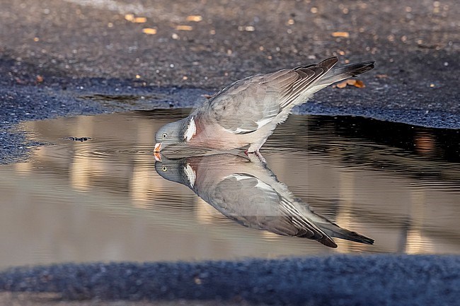 Adult Wood Pigeon (Columba palumbus) walking on a parking in Gilze, Noord-Brabant, the Netherlands. stock-image by Agami/Vincent Legrand,