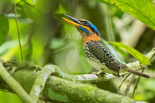 Spotted Kingfisher (Actenoides lindsayi) Perched on a branch in the Philippines stock-image by Agami/Dubi Shapiro,