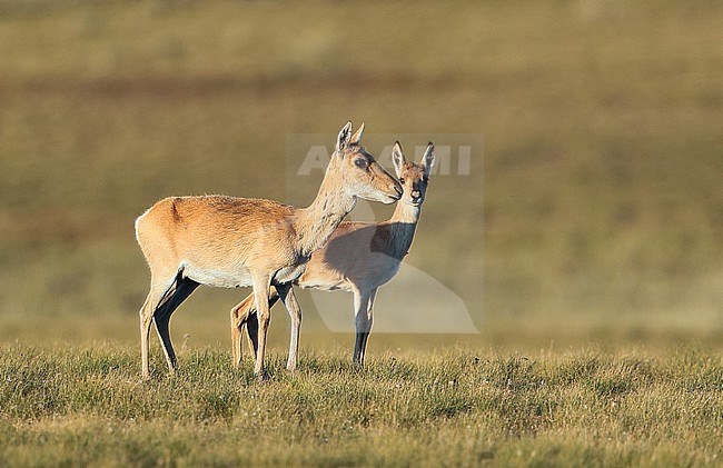 Mongolian Gazelle, Procapra gutturosa, at Mandalgovi - Mongolia. stock-image by Agami/Aurélien Audevard,