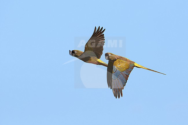 A pair of Burrowing Parrots (Cyanoliseus patagonus) flying against a blue sky as a background in Argentina stock-image by Agami/Tomas Grim,