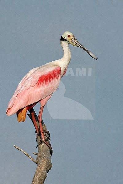 Adult
Galveston Co., TX
April 2008 stock-image by Agami/Brian E Small,