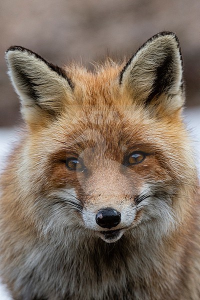Close up portrait of a red fox, Vulpes vulpes. looking at the camera. Aosta, Val Savarenche, Gran Paradiso National Park, Italy. stock-image by Agami/Sergio Pitamitz,