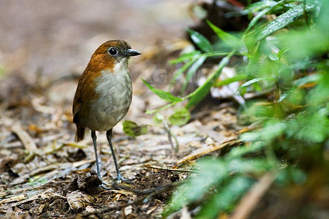 Roodrugmierpitta op de bosbodem; White-bellied Antpitta on the forestfloor stock-image by Agami/Marc Guyt,