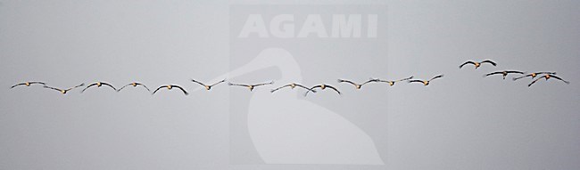 Common Crane group flying; Kraanvogel groep vliegend stock-image by Agami/Markus Varesvuo,