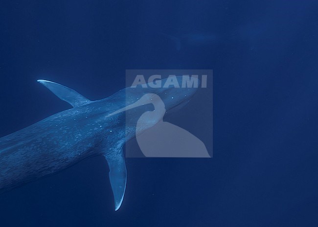 Blue Whale (Balaenoptera musculus ssp brevicauda) looking at another Blue Whale. stock-image by Agami/Lennart Verheuvel,