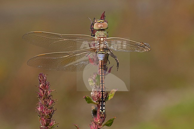Adult male Vagrant Emperor (Anax ephippiger) with damaged wings perched on Puple lythrum (Lythrum salicaria) at the Millingerwaard in the Netherlands. stock-image by Agami/Fazal Sardar,