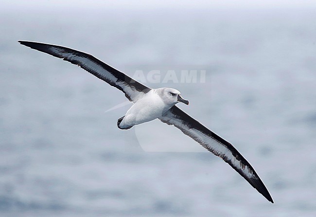 Adult Grey-headed Albatross (Thalassarche chrysostoma) in flight over the southern pacific ocean off New Zealand subantarctic islands. stock-image by Agami/Marc Guyt,