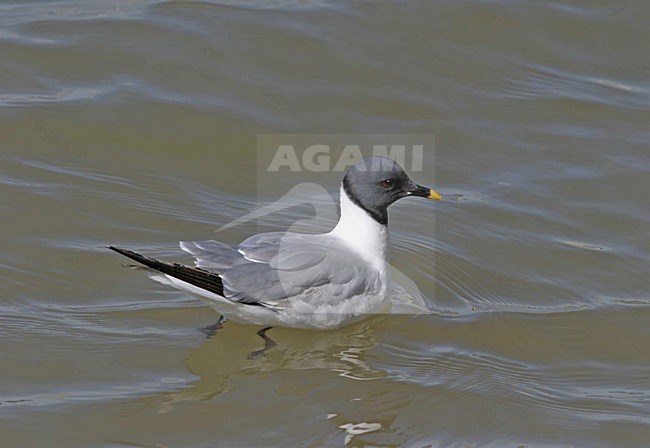 Vorkstaartmeeuw adult in water; Sabines Gull adult perched in water stock-image by Agami/Bill Baston,