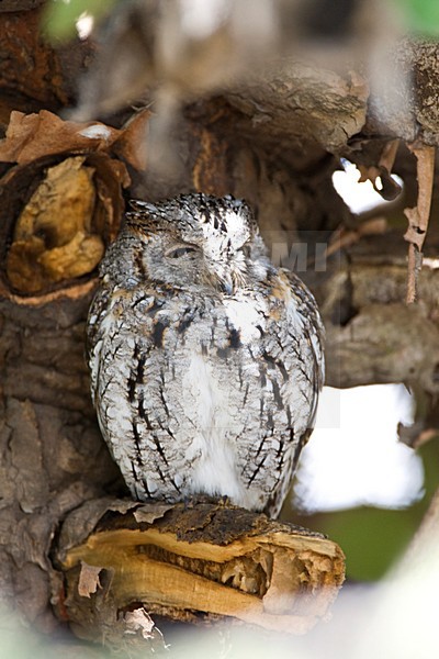 Afrikaanse Dwergooruil, African Scops-Owl, Otus senegalensis stock-image by Agami/Marc Guyt,