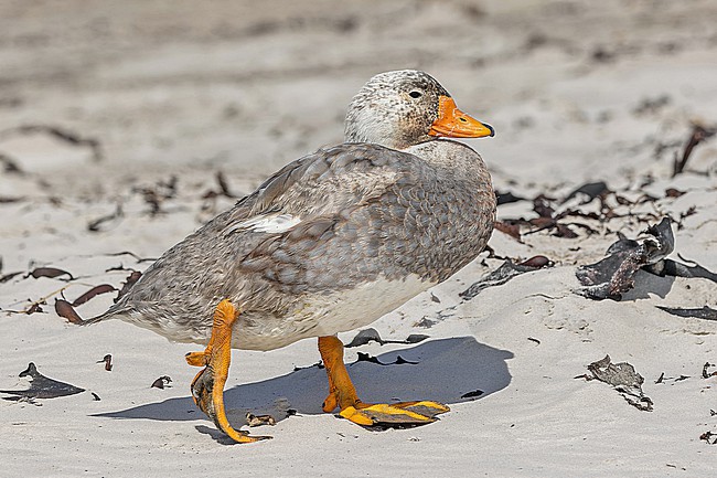 Male Falkland Steamer Duck (Tachyeres brachypterus) a flightless endemic of the Falkland Islands. stock-image by Agami/Pete Morris,