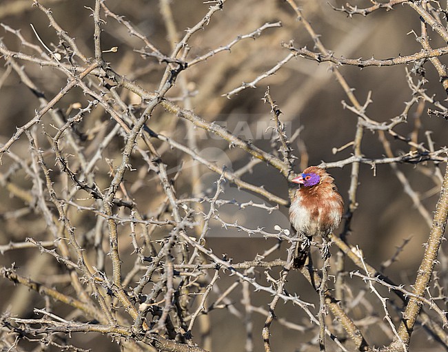 Violet-eared Waxbill (Granatina granatina) in South Africa. stock-image by Agami/Pete Morris,