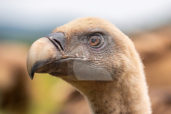 Griffon Vulture, Gyps fulvus. Close-up portrait of Griffon Vulture. head only. stock-image by Agami/Hans Germeraad,