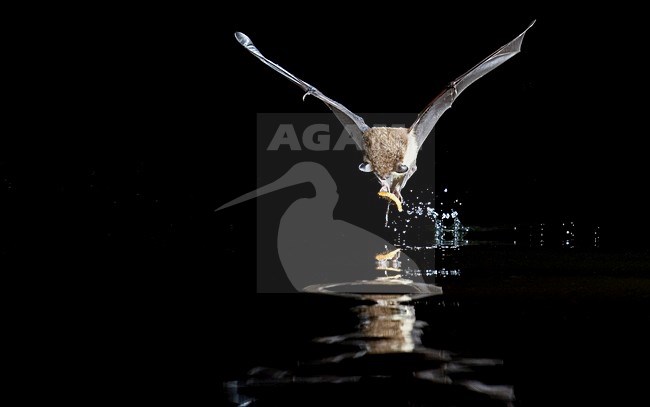 Watervleermuis jagend boven water; Daubentons bat hunting near water stock-image by Agami/Theo Douma,