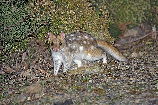 Eastern quoll stock-image by Agami/Pete Morris,