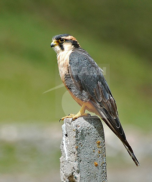 Aplomado Falcon (Falco femoralis) is a large falcon species resident to Central and South America. stock-image by Agami/Eduard Sangster,