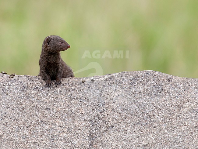 Dwergmangoest op de uitkijk op een rots, Dwarf Mongoose hanging on a rock, stock-image by Agami/Walter Soestbergen,