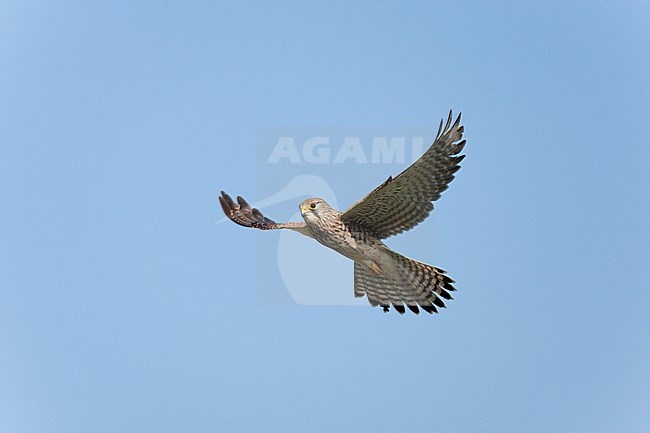 Hovering Common Kestrel (Falco tinnunculus) in the Netherlands. stock-image by Agami/Ran Schols,