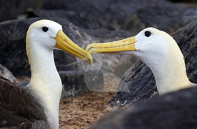 Critically endangered Waved Albatross (Phoebastria irrorata) on Espanola Island, in the Galapagos islands, Ecuador. stock-image by Agami/Dani Lopez-Velasco,