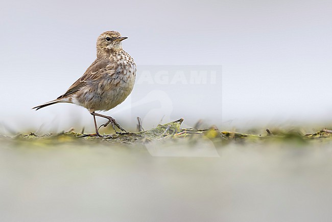 Water Pipit (Anthus spinoletta) in Italy. stock-image by Agami/Daniele Occhiato,