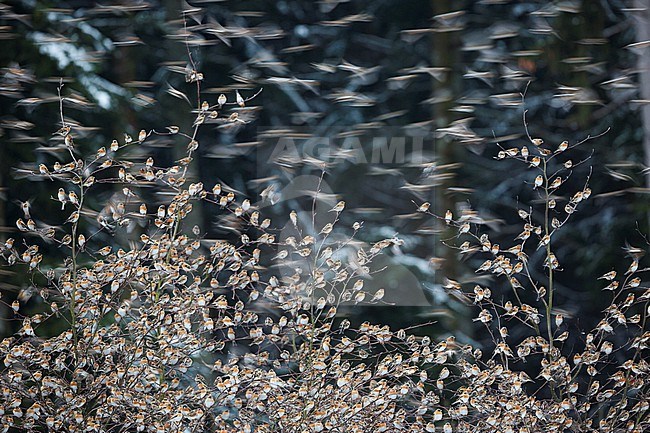 Brambling (Fringilla montifringilla) group in flight during winter stock-image by Agami/Ralph Martin,