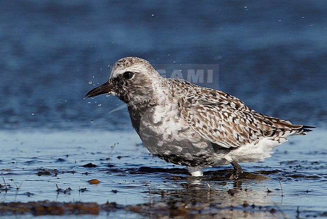 Zilverplevier ruiend naar zomerkleed, Grey Plover moulting to summerplumage stock-image by Agami/Markus Varesvuo,