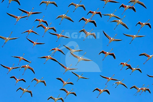 Greater Flamingo (Phoenicopterus roseus) in Italy. Flock of flamingo's in flight. stock-image by Agami/Daniele Occhiato,