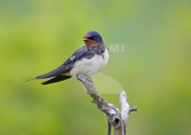 Boerenzwaluw in zit; Barn Swallow perched stock-image by Agami/Markus Varesvuo,
