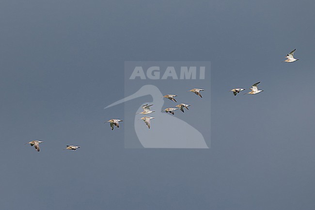 flock of Eurasian curlew (Numenius arquata) in flight, found at Fehmarn at the Baltic Sea in Germany stock-image by Agami/Mathias Putze,