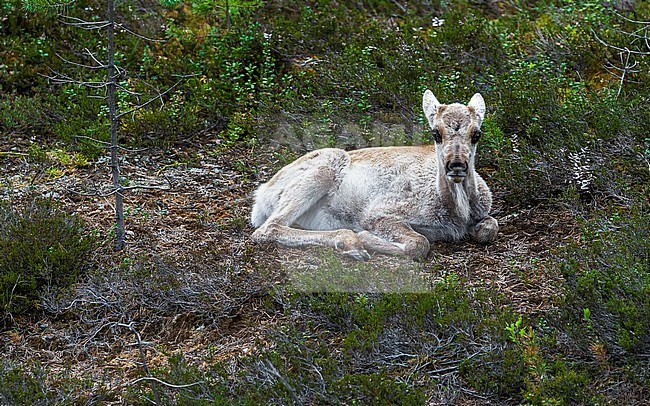Juvenile Finnish Forest Reindeer sitting on the Finish taiga, Finland. June 2008 stock-image by Agami/Vincent Legrand,